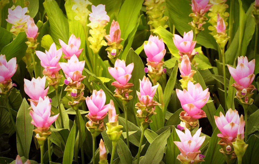Guide complet pour l'entretien et la floraison du curcuma.